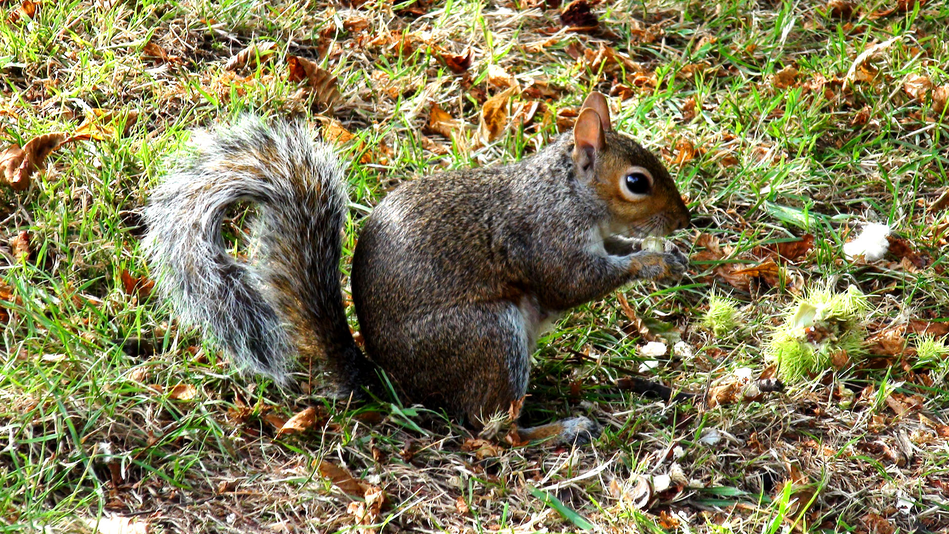 Naturfoto af egern i Hydepark London